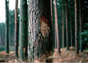 padurea rendlesham